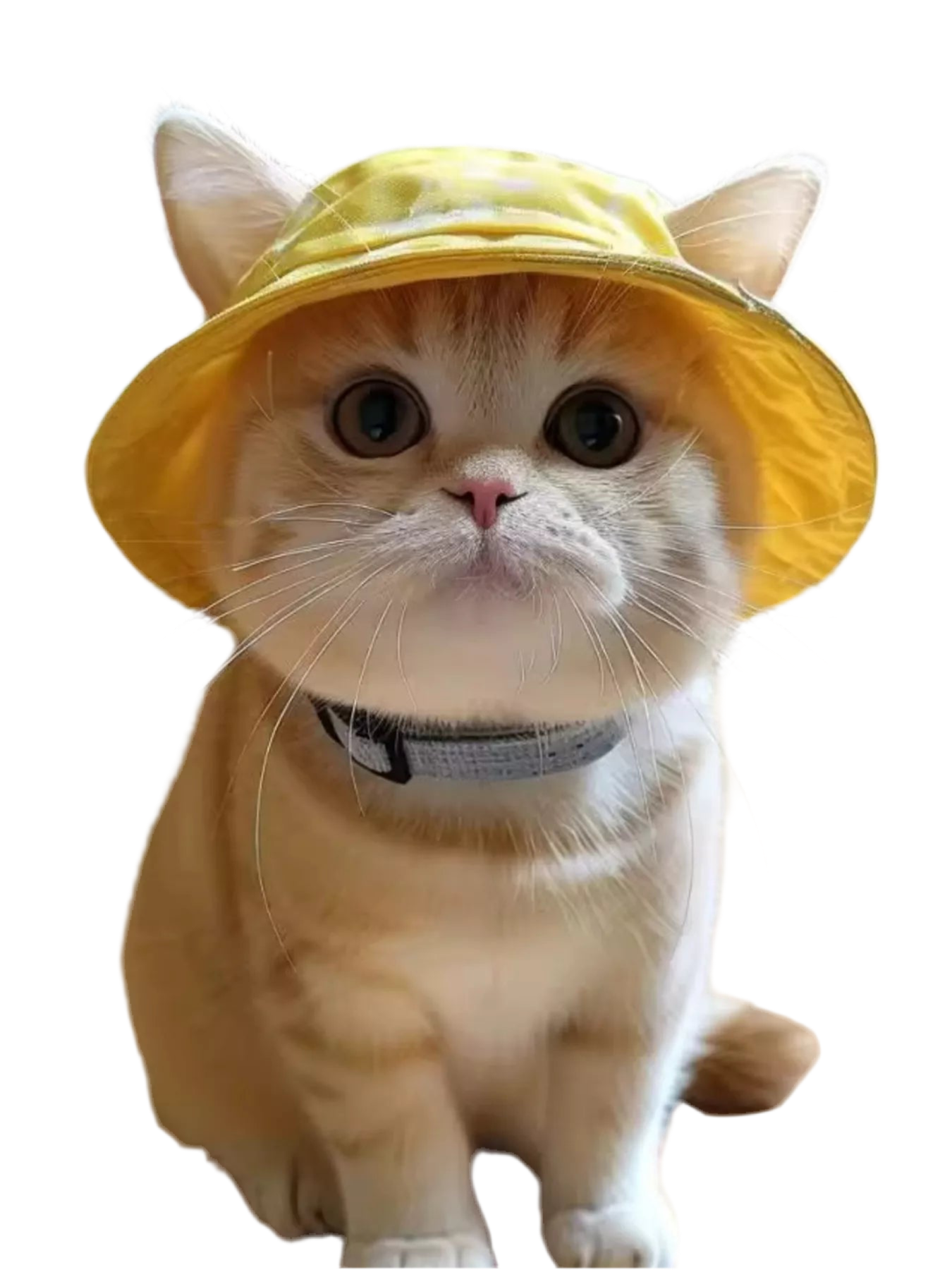 Pet Bucket Hat
